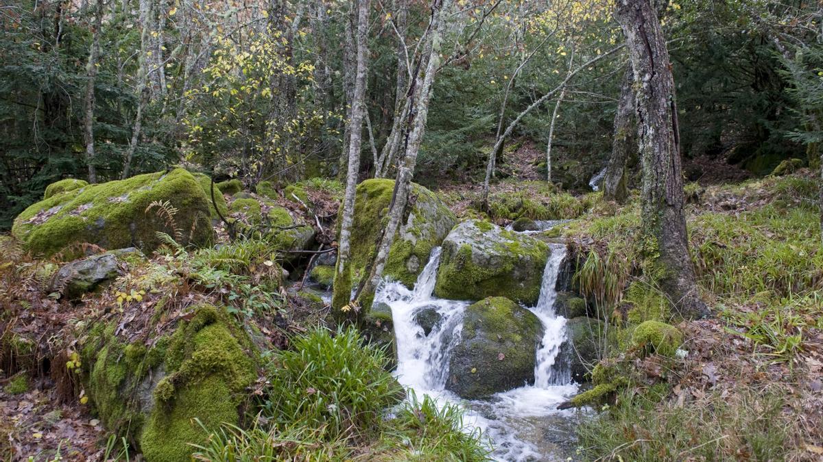 Bosque El Tejedelo, de Requejo de Sanabria.