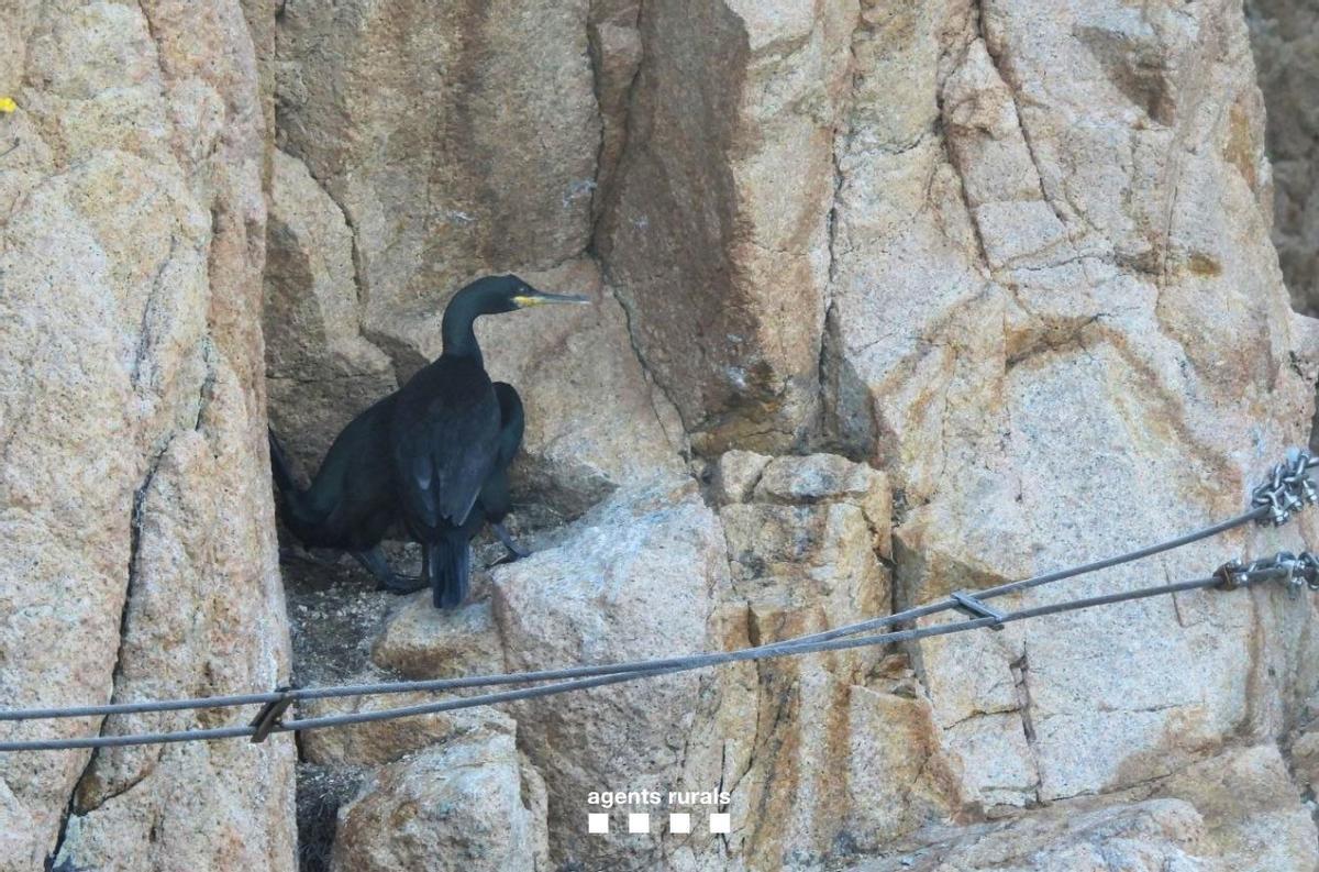 Les imatges dels Agents Rurals retirant uan de les pedres fixades amb ciment a la via ferrada de la Cala del Molí de Sant Feliu de Guíxols