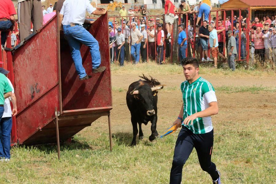 Toros bravos en Vadillo de la Guareña