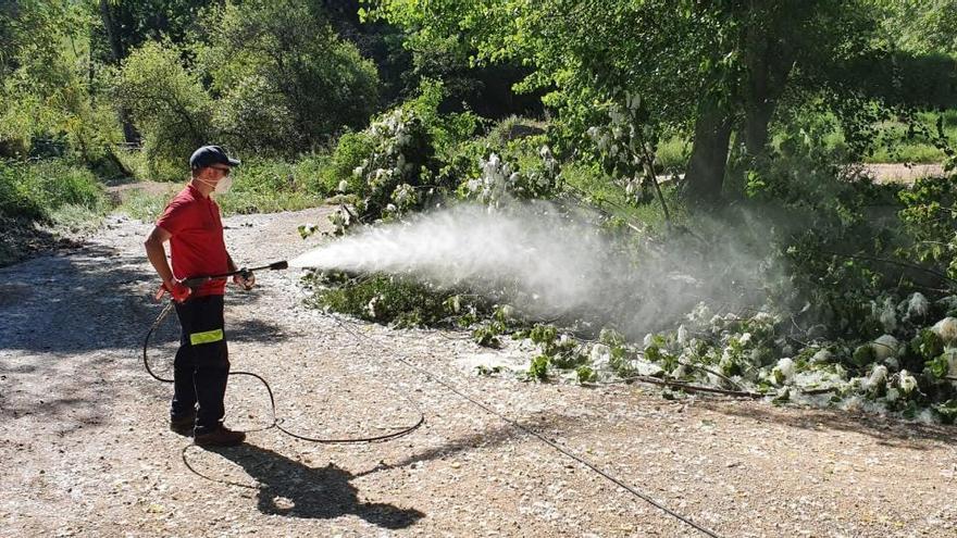 Regando la &quot;pelusa&quot; del chopo para prevenir incendios