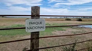 El calor vuelve a secar Doñana