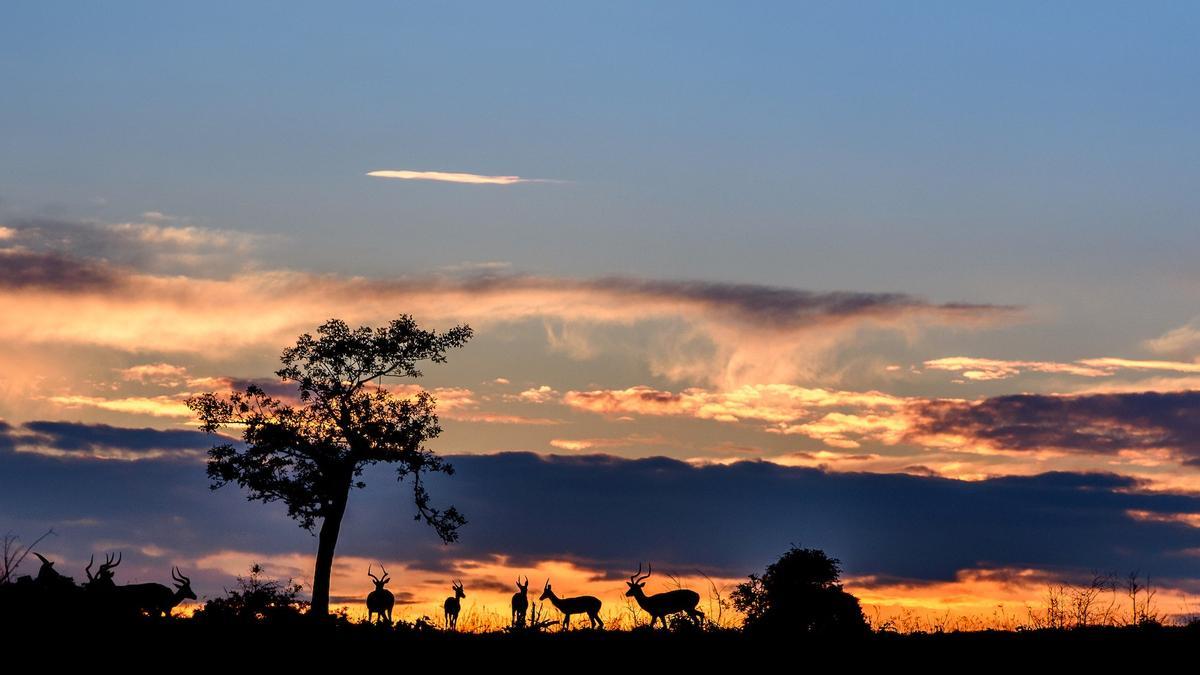 Sabi Sabi, África