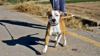 Participa en la carrera virtual Can We Run y gana premios para tu perro y hogar