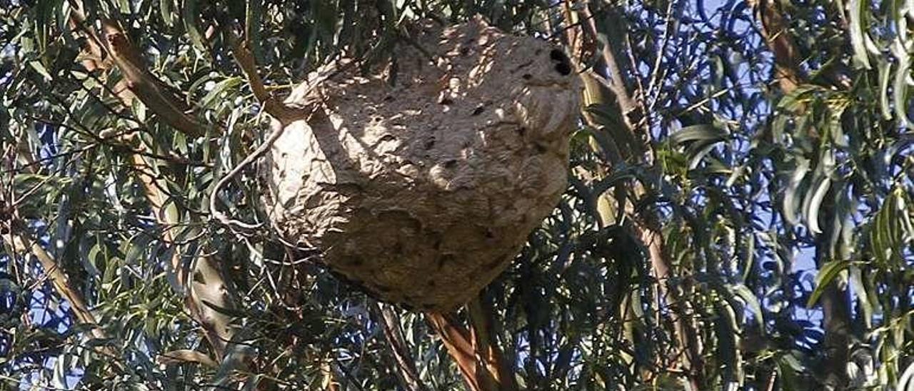 Nido de avispa asiática en las ramas de un eucalipto. // G.Núñez