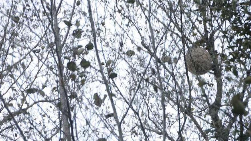 El nido apareció en un árbol en el entorno del río Pontillón. // G.N.