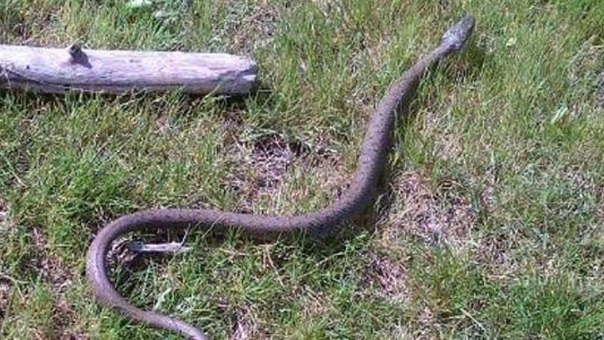 Atienden a un hombre por la mordedura de una serpiente