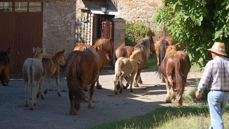 Paso de la yeguada por un pueblo de Sanabria.