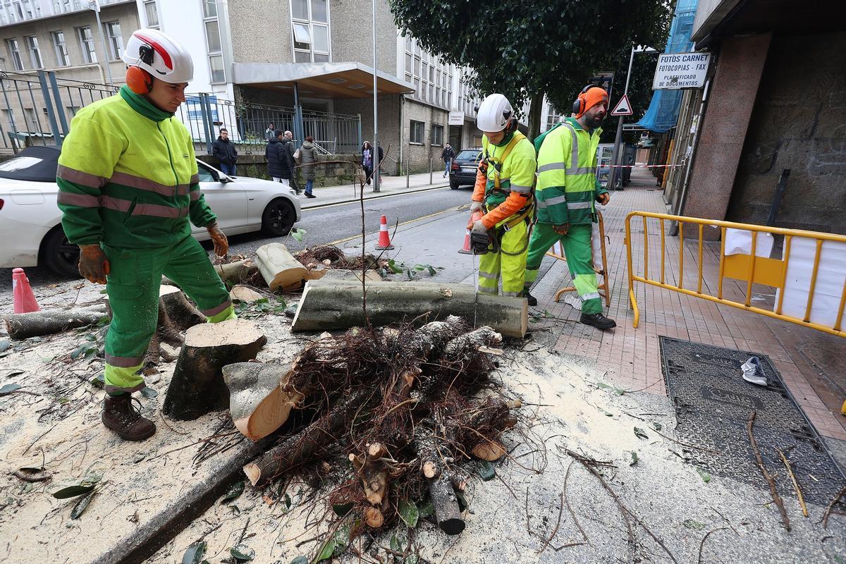Los operarios retiran los ficus en la calle Joaquin Costa