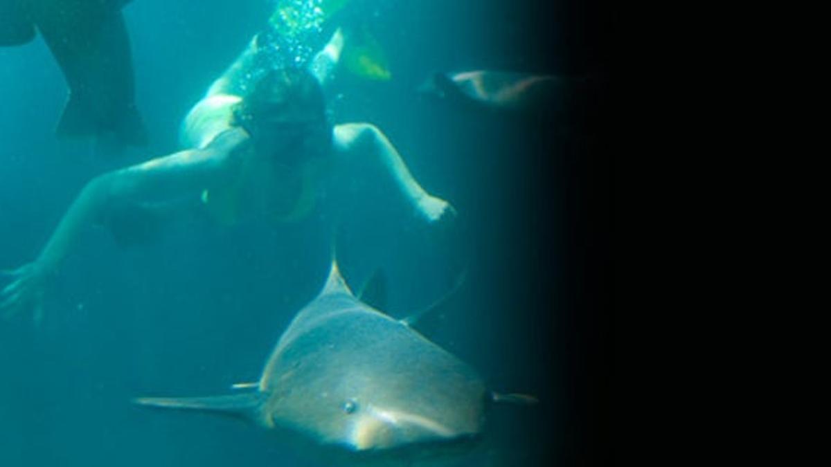 Nada con tiburones en la Riviera Maya