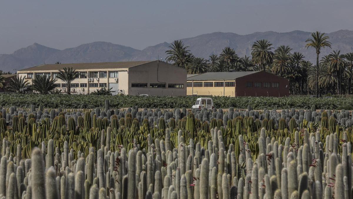 Dos naves de una pedanía del Camp d’Elx, zona donde el Ayuntamiento incrementará su presencia para asesorar a emprendedores.