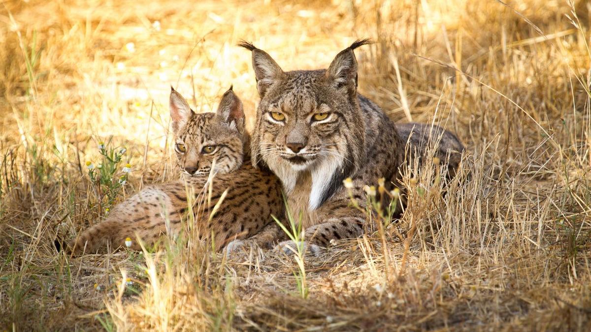 Dos linces ibéricos.