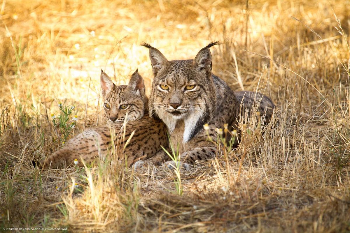 Linces ibéricos