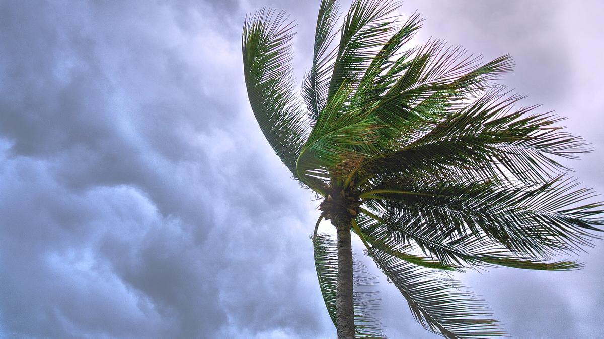 Una palmera sacudida por el viento