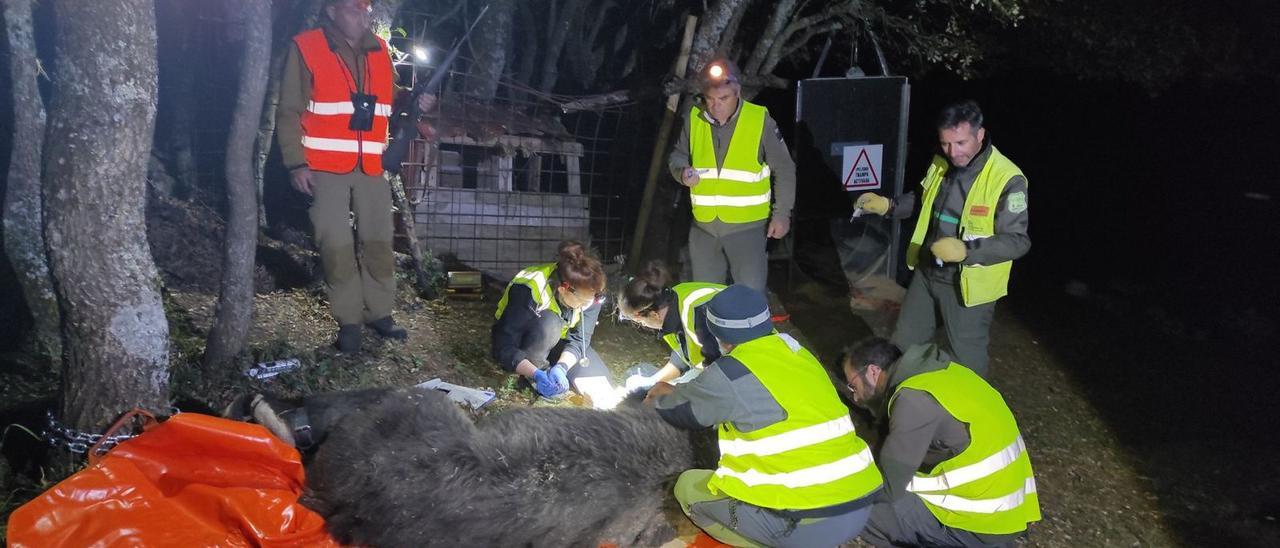 Un momento de la captura de un oso macho realizado el pasado mes de julio en la Montaña Palentina. | Junta de Castilla y León