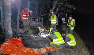 Castilla y León suspende el radiomarcaje de osos que lideraban científicos de Mieres: los investigadores denunciaron un posible caso de furtivismo