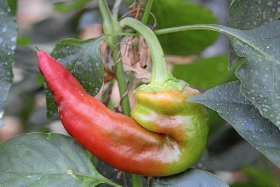 Ein Besuch bei Jaume Pou auf der Paprika-Plantage bei Inca.