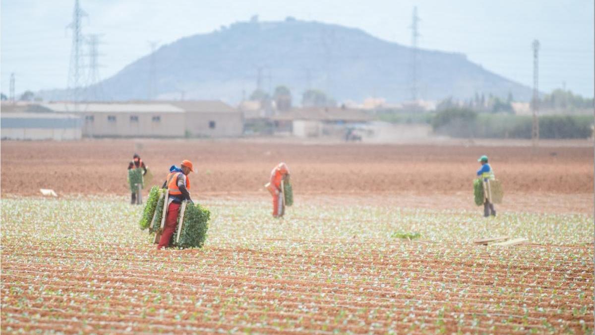 Trabajadores del campo en la zona del Mar Menor.