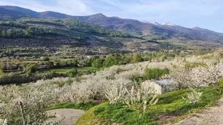 El Cerezo en Flor vuelve al Valle del Jerte: actividades deportivas y culturales se unirán al espectáculo natural