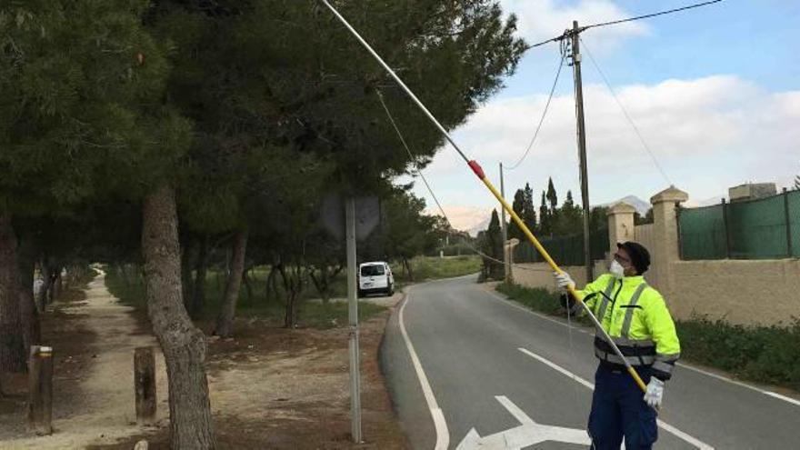 San Vicente adelanta la lucha contra la procesionaria