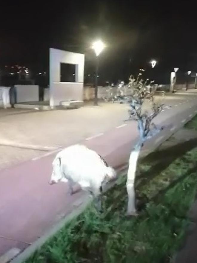 Uno de los marranos, en la zona portuaria donde se localizan los pubs.