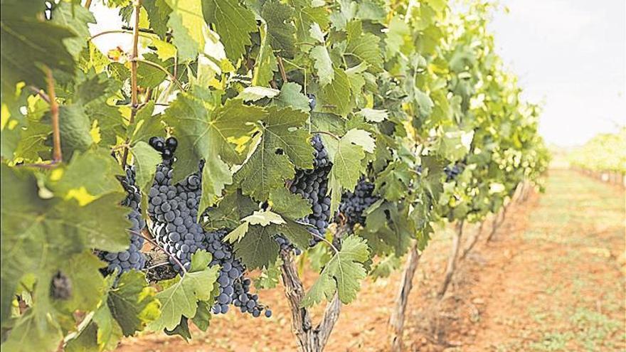 Bodega Les Useres, en busca de una gran cosecha