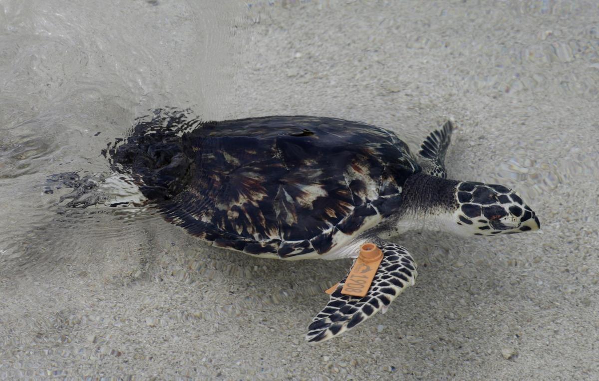 El nuevo informe Planeta Vivo de WWF alerta de una "catastrófica caída" en la población de vertebrados