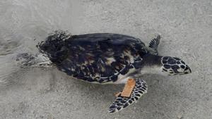El nuevo informe Planeta Vivo de WWF alerta de una catastrófica caída en la población de vertebrados