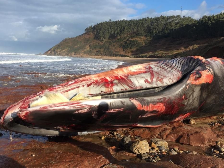 Encuentran una ballena varada en Caravia