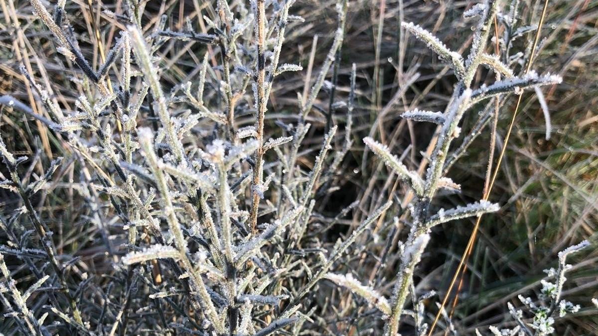 Vegetación helada en una dehesa extremeña.