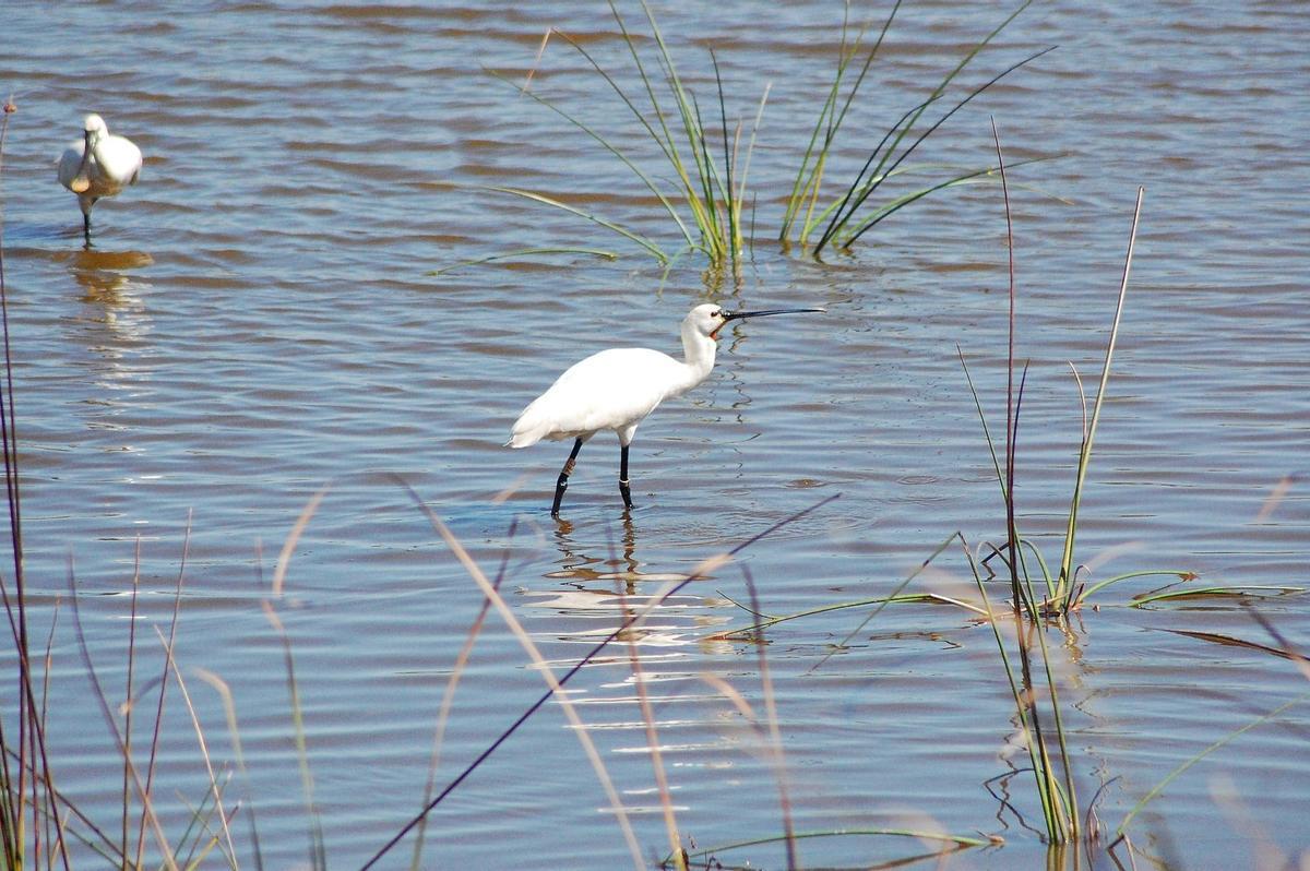 Espátula común en Doñana