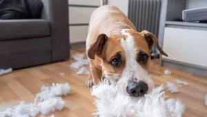 Un perro destroza el cojín de una casa