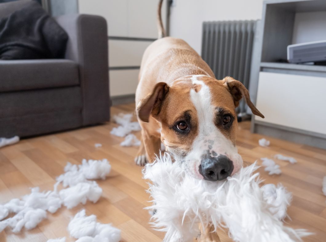 Perro destrozando un cojín de la casa