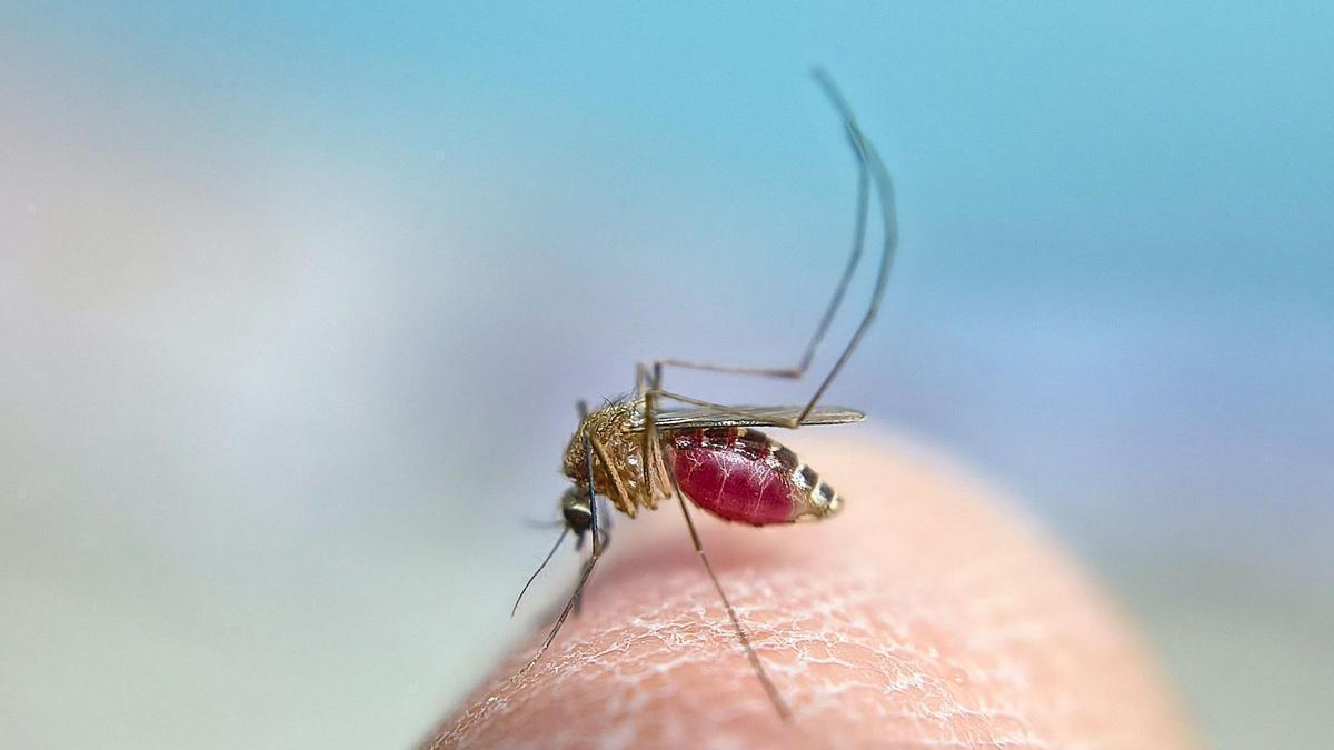 Uno de los mosquitos transmisores del virus del Nilo