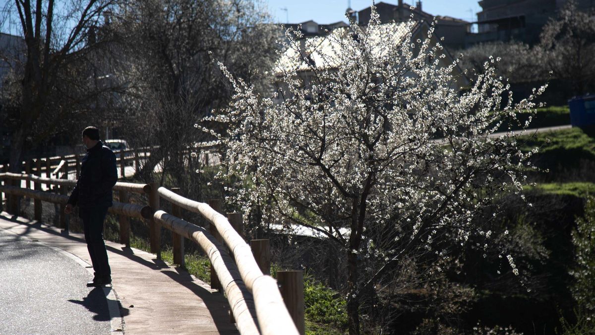 Floración de los almendros en Fermoselle en una imagen de archivo