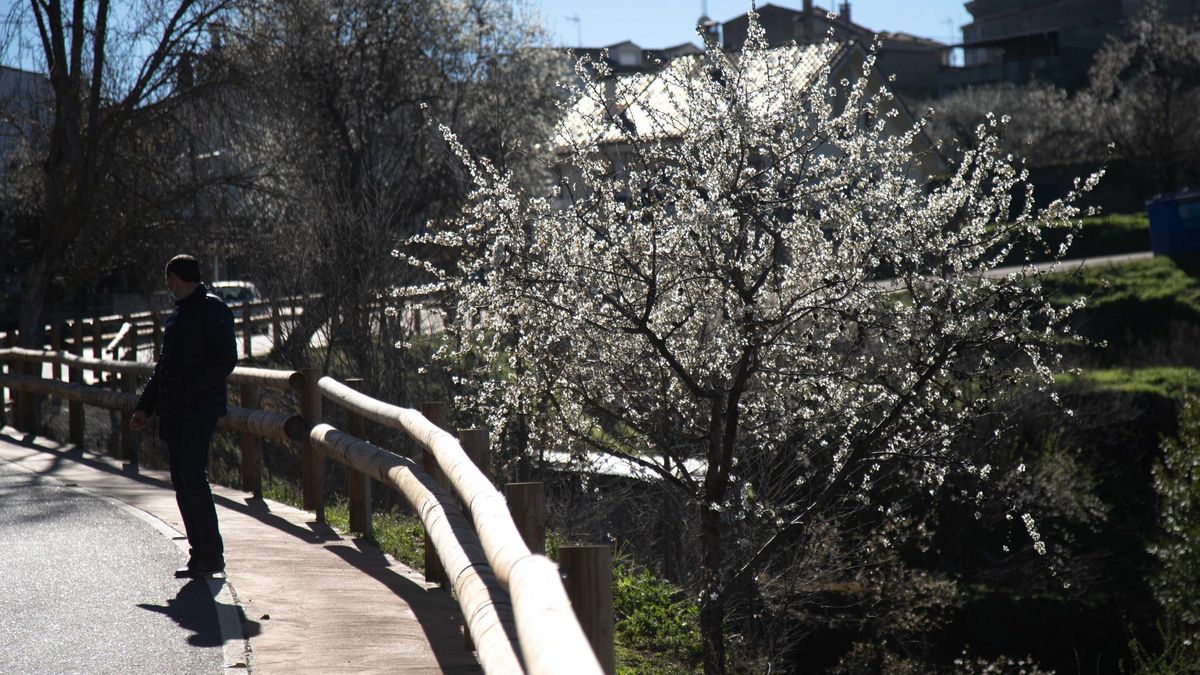 Floración de los almendros en Fermoselle