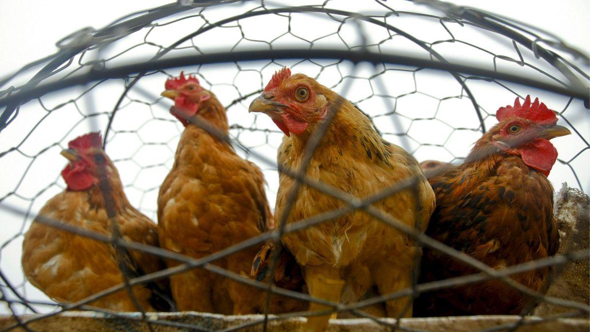 Varios focos de gripe aviar han sido detectados en nuestro país.