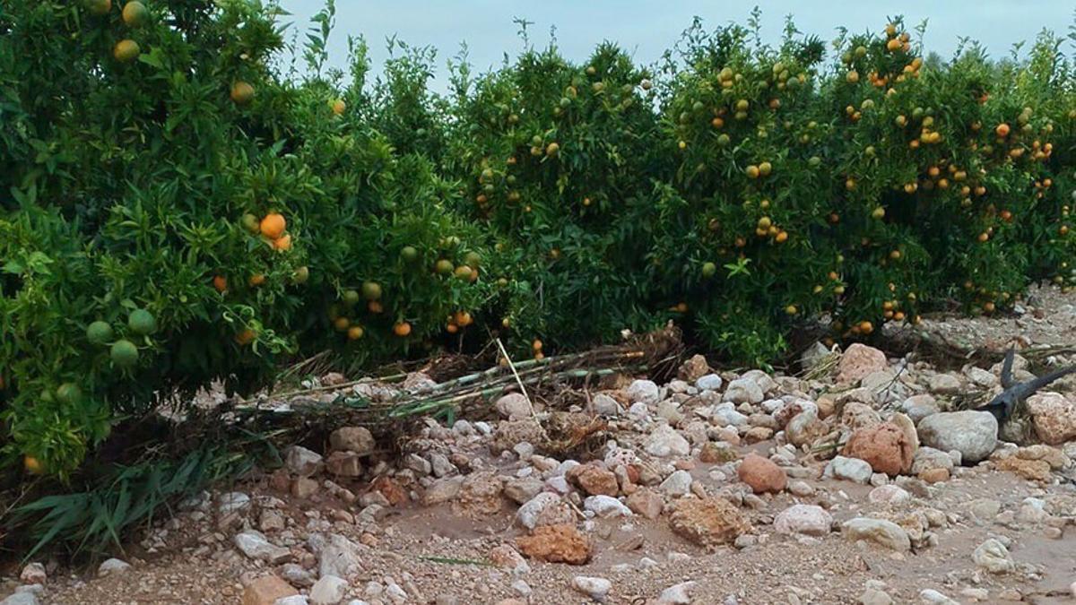 Explotación de cítricos afectados por el arrastre de tierras e inundaciones en un campo de La Ribera.