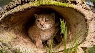 El 'lindo gatito' que está en peligro de extinción