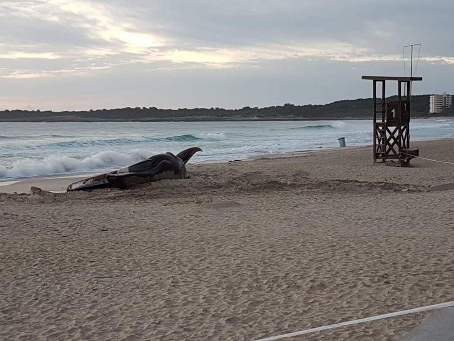 15 Meter langer Wal in Cala Millor gestrandet