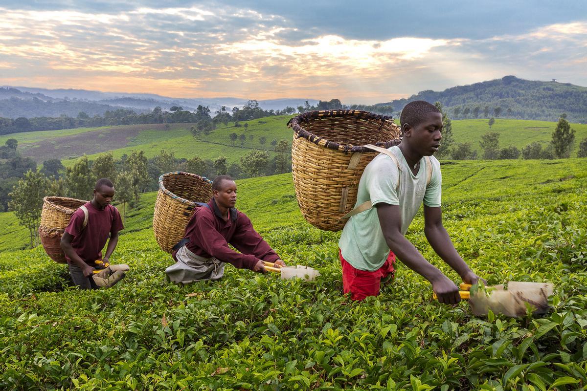 Uganda es un importante productor y exportador de té en África, destacado por su té negro de alta calidad. Los campos de té en los alrededores del Parque Nacional Kibale en Uganda son paisajes escénicos y vibrantes que bordean la densa selva tropical.