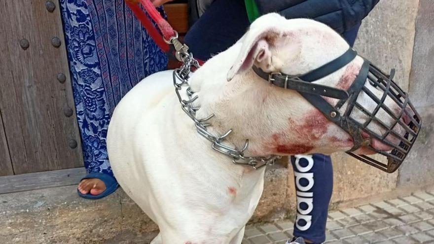 El dueño del pitbull de Campos puede enfrentarse a una pena de prisión