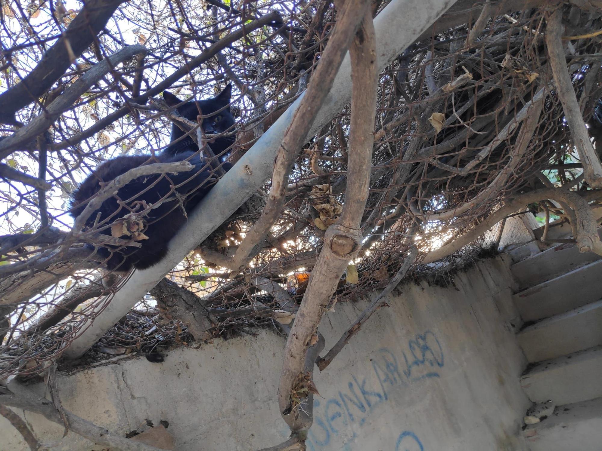 Colonias descontroladas de gatos en varias zonas de El Campello