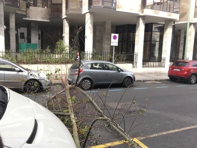 Un árbol cae en mitad de la calzada de la calle Cayetano de Lugo