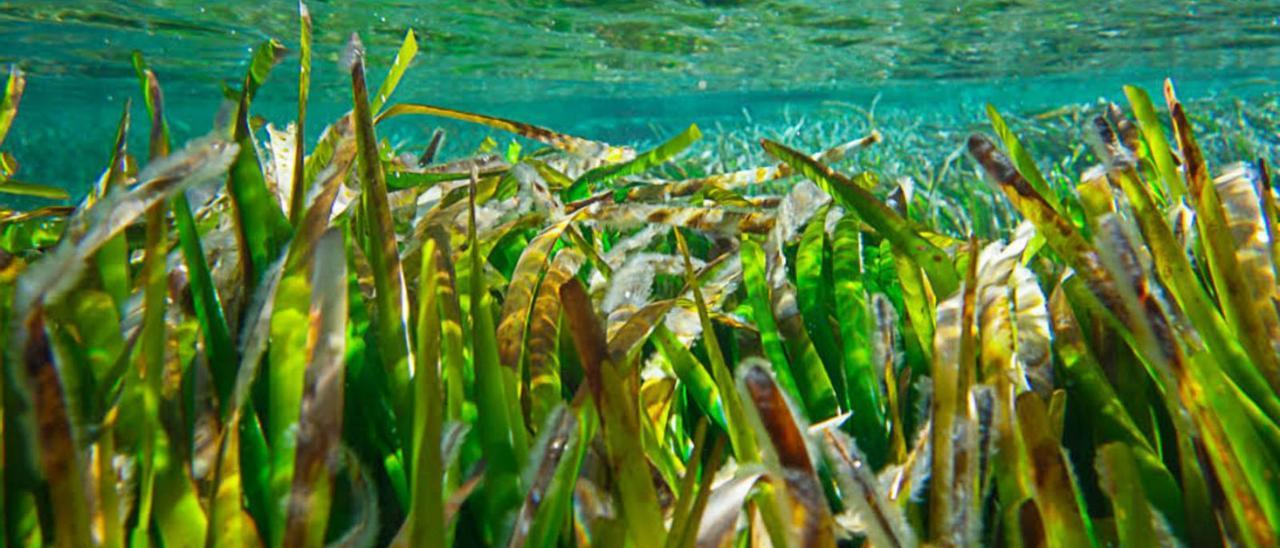 La conservación de la posidonia oceánica será un factor clave.