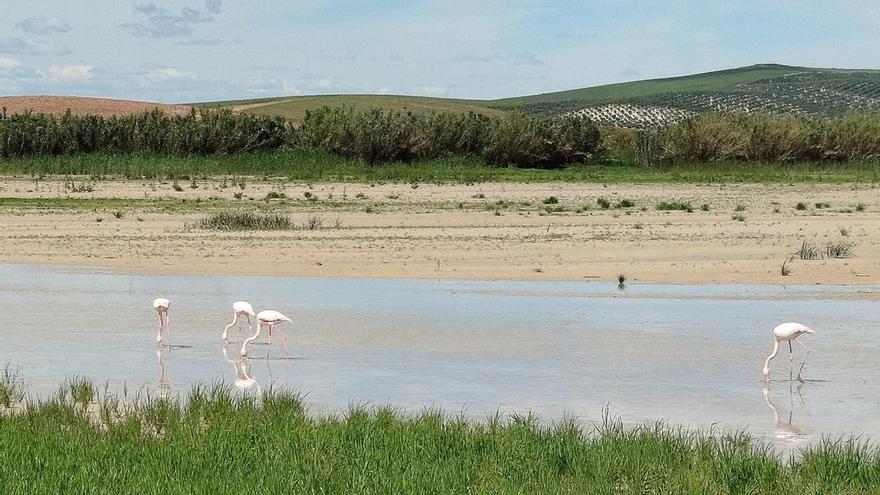Los flamencos ya están aquí: charcas y lagunas de Córdoba se inundan de vida desde el aire