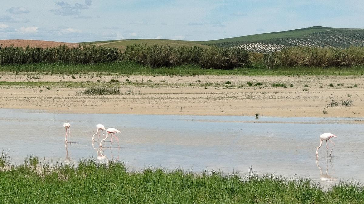 Los flamencos ya están aquí: charcas y lagunas de Córdoba se inundan de vida desde el aire