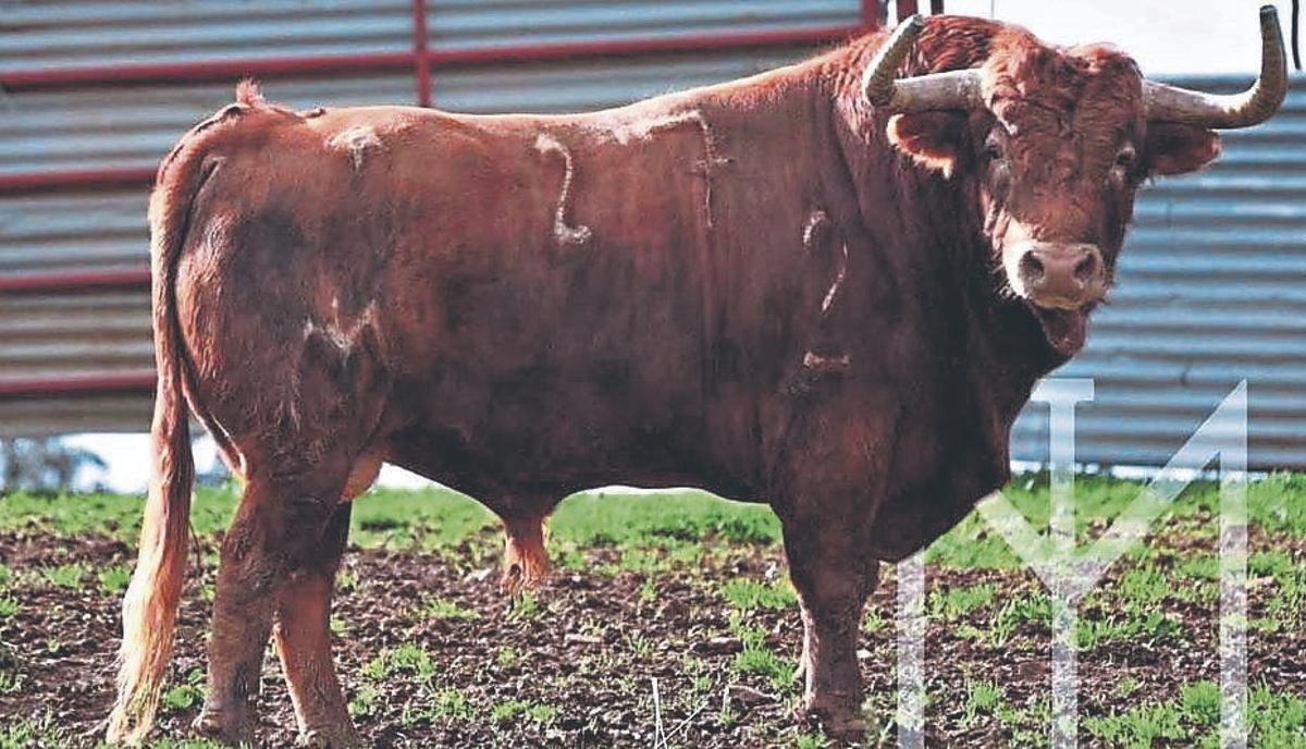 El toro ‘Jugador’, de la ganadería extremeña de Guadajira, es el primero que presenta la Comissió del Bou.