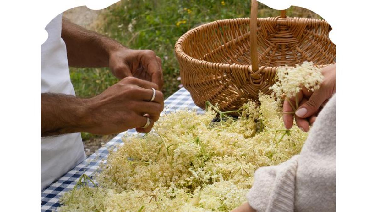 Las flores de saúco se cosechan meticulosamente a mano