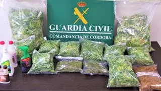 Dos detenidos en Montilla tras encontrar siete plantas de marihuana en un trastero