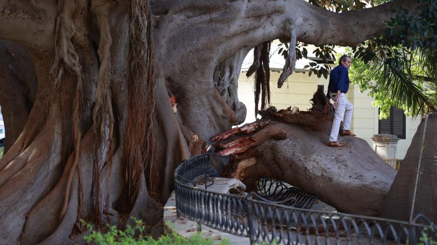 Cuatro heridos al caer la rama de uno de los árboles del Parterre